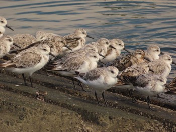 2022年9月4日(日) 小櫃川河口の野鳥観察記録