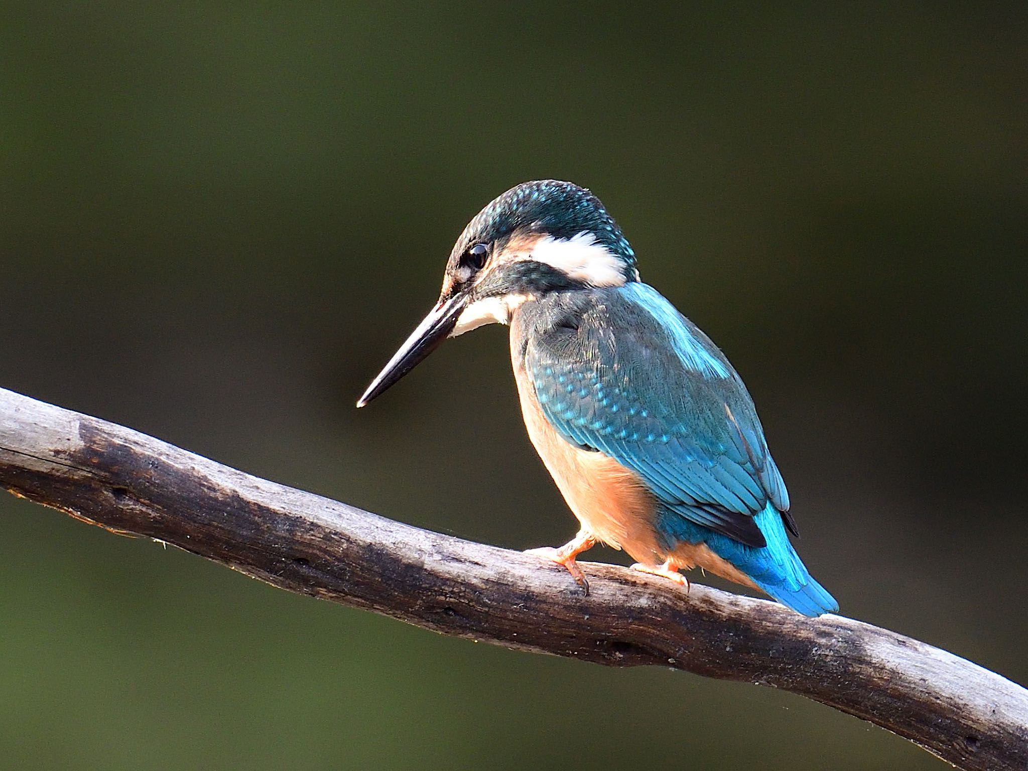 Photo of Common Kingfisher at 香川県 by あん子