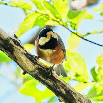 Varied Tit Nishioka Park Sun, 9/4/2022