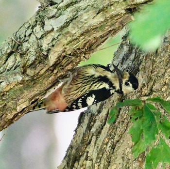 White-backed Woodpecker Nishioka Park Sun, 9/4/2022