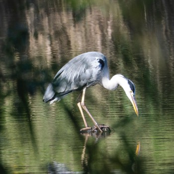 アオサギ 西岡公園(西岡水源地) 2022年9月4日(日)