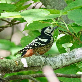 Great Spotted Woodpecker Nishioka Park Sun, 9/4/2022