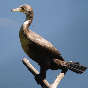 ウミウ 西岡公園(西岡水源地) 2022年9月4日(日)