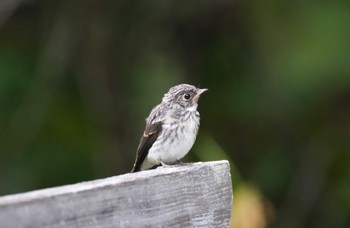 Narcissus Flycatcher 八ヶ岳 Sun, 9/4/2022