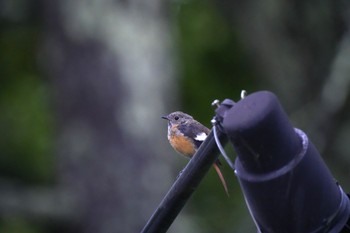 Daurian Redstart 八ヶ岳 Sun, 9/4/2022