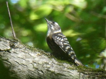 2022年9月4日(日) 山中湖の野鳥観察記録