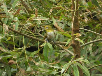 Warbling White-eye 太白山自然観察の森 Sat, 8/20/2022