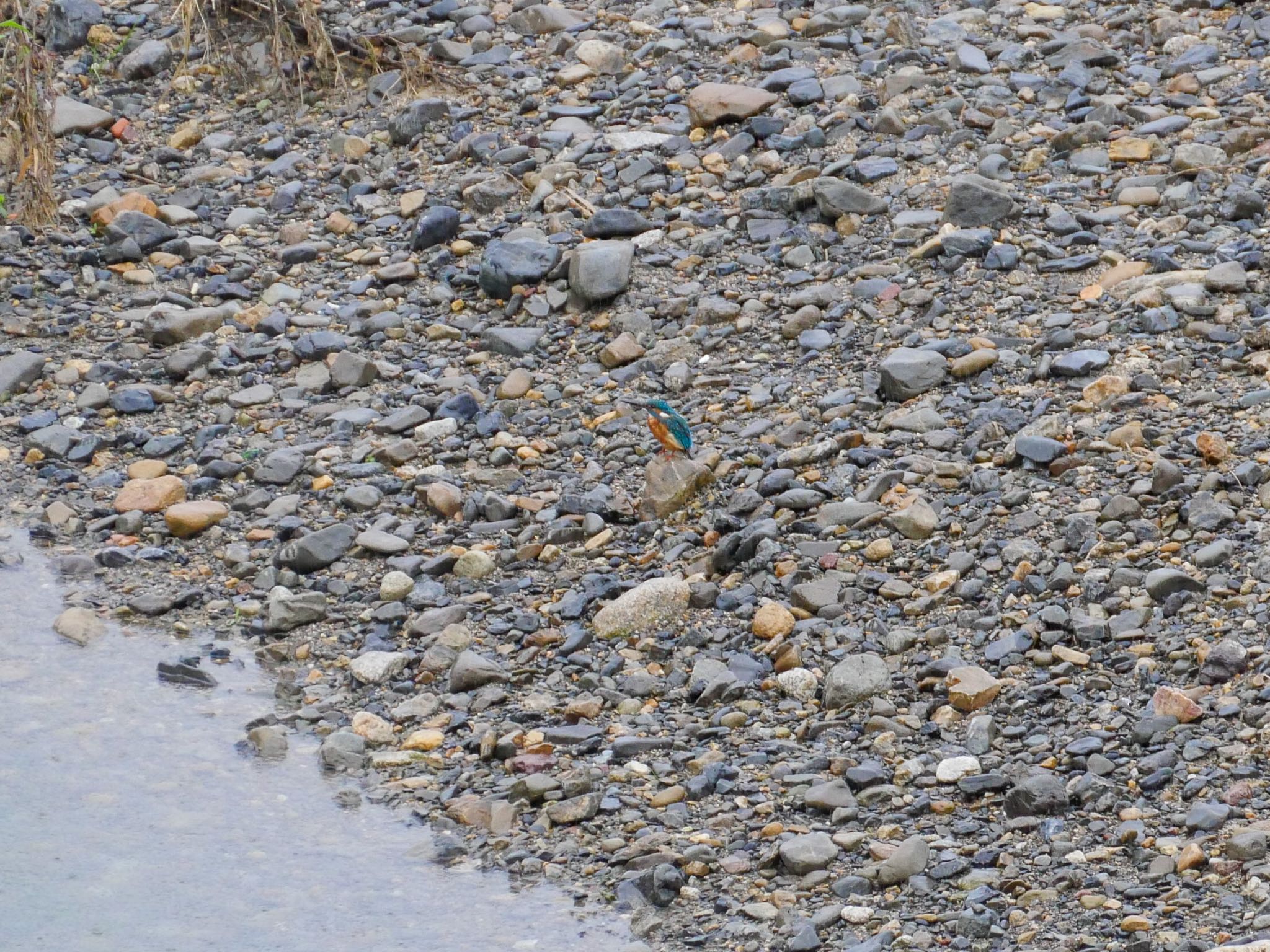 Common Kingfisher