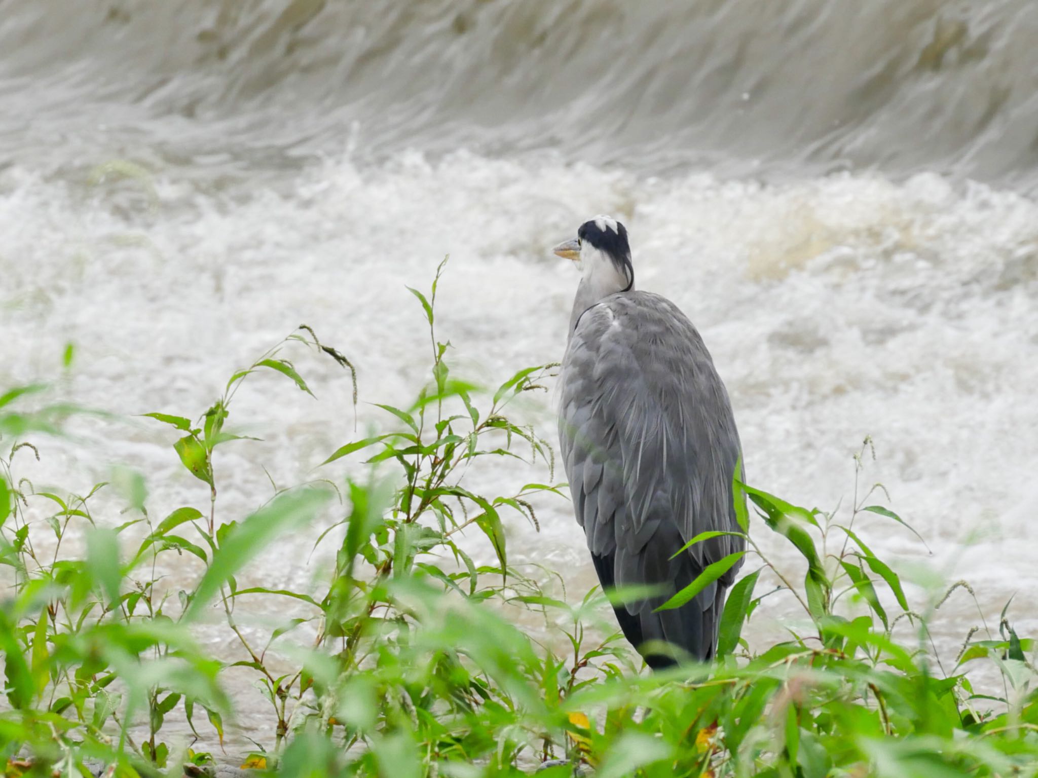 Grey Heron