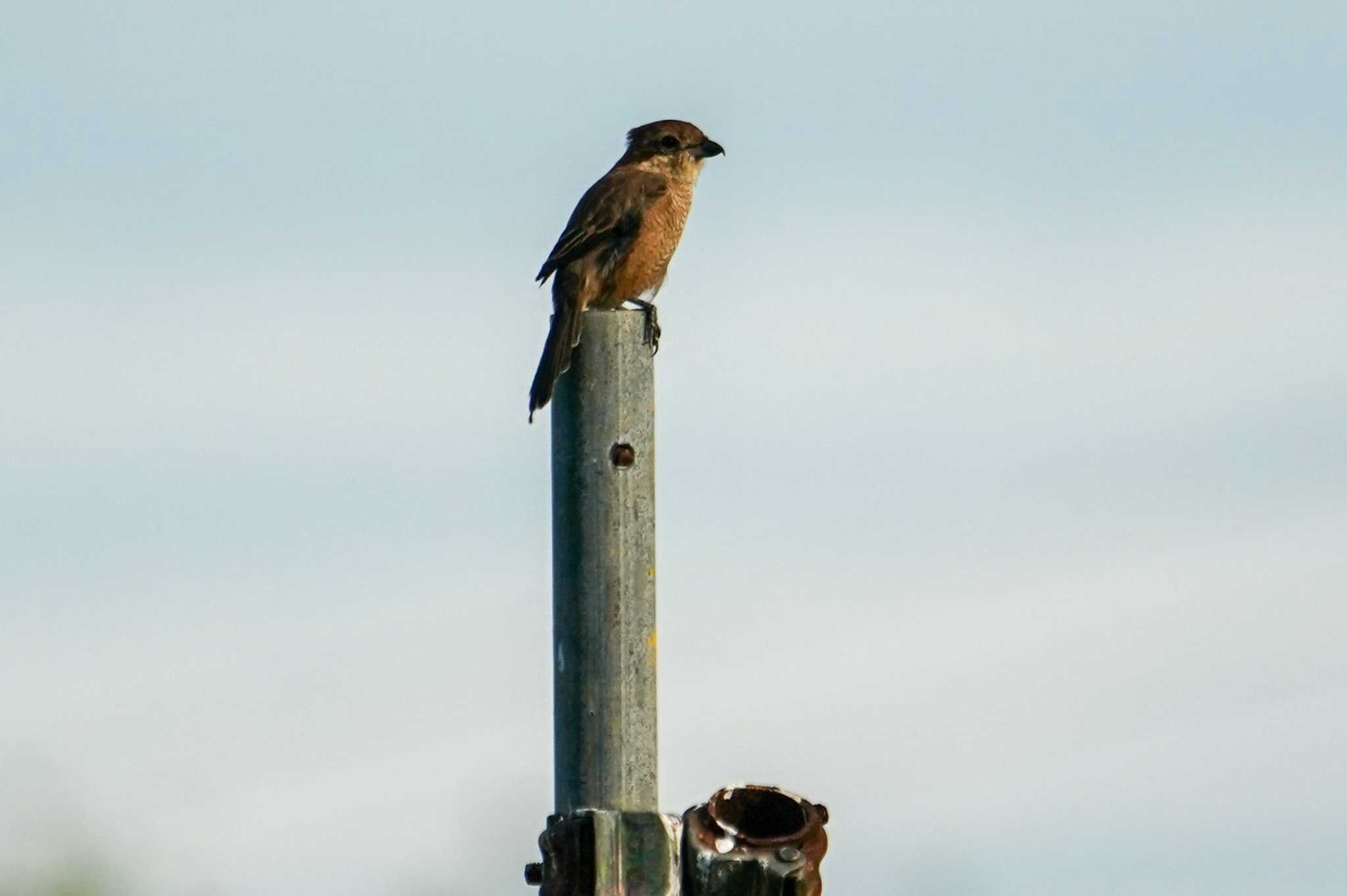 Bull-headed Shrike