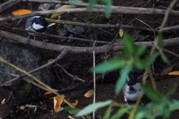 2022年9月3日(土) 福井緑地(札幌市西区)の野鳥観察記録