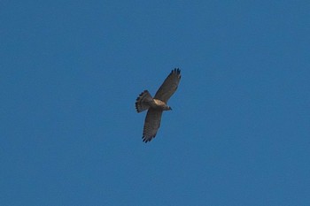 Grey-faced Buzzard 池子の森自然公園 Sat, 9/3/2022