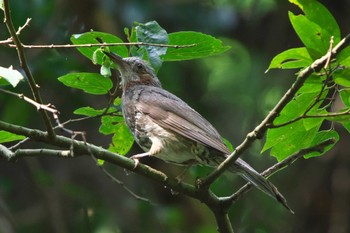 Brown-eared Bulbul Moritogawa Sun, 9/4/2022