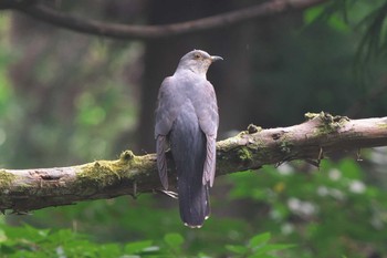 Lesser Cuckoo Moritogawa Sun, 9/4/2022