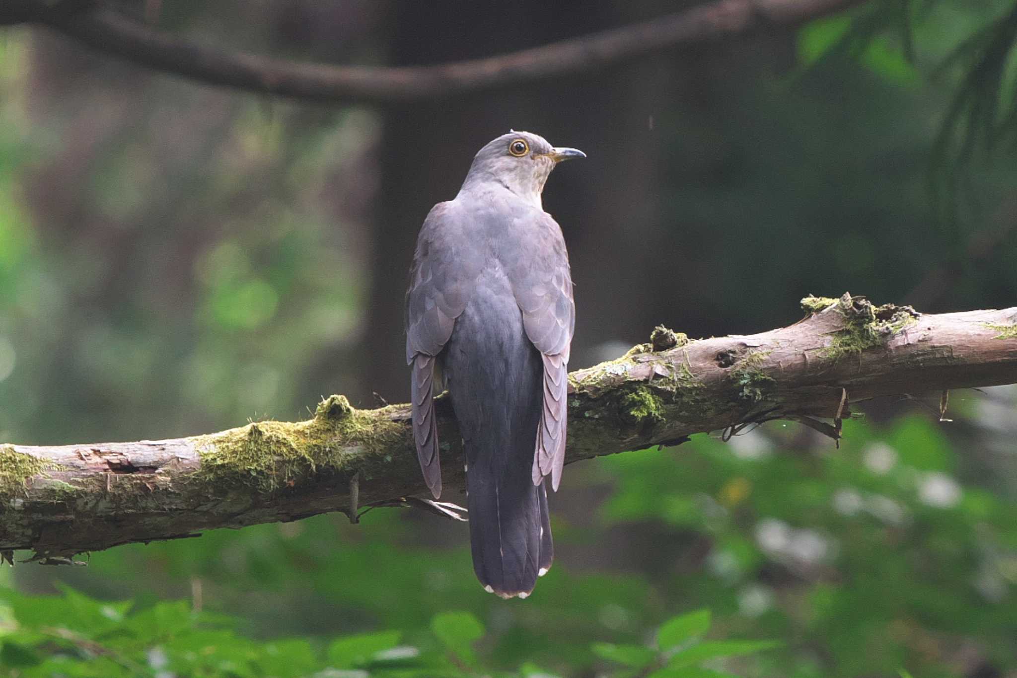 Photo of Lesser Cuckoo at Moritogawa by Y. Watanabe