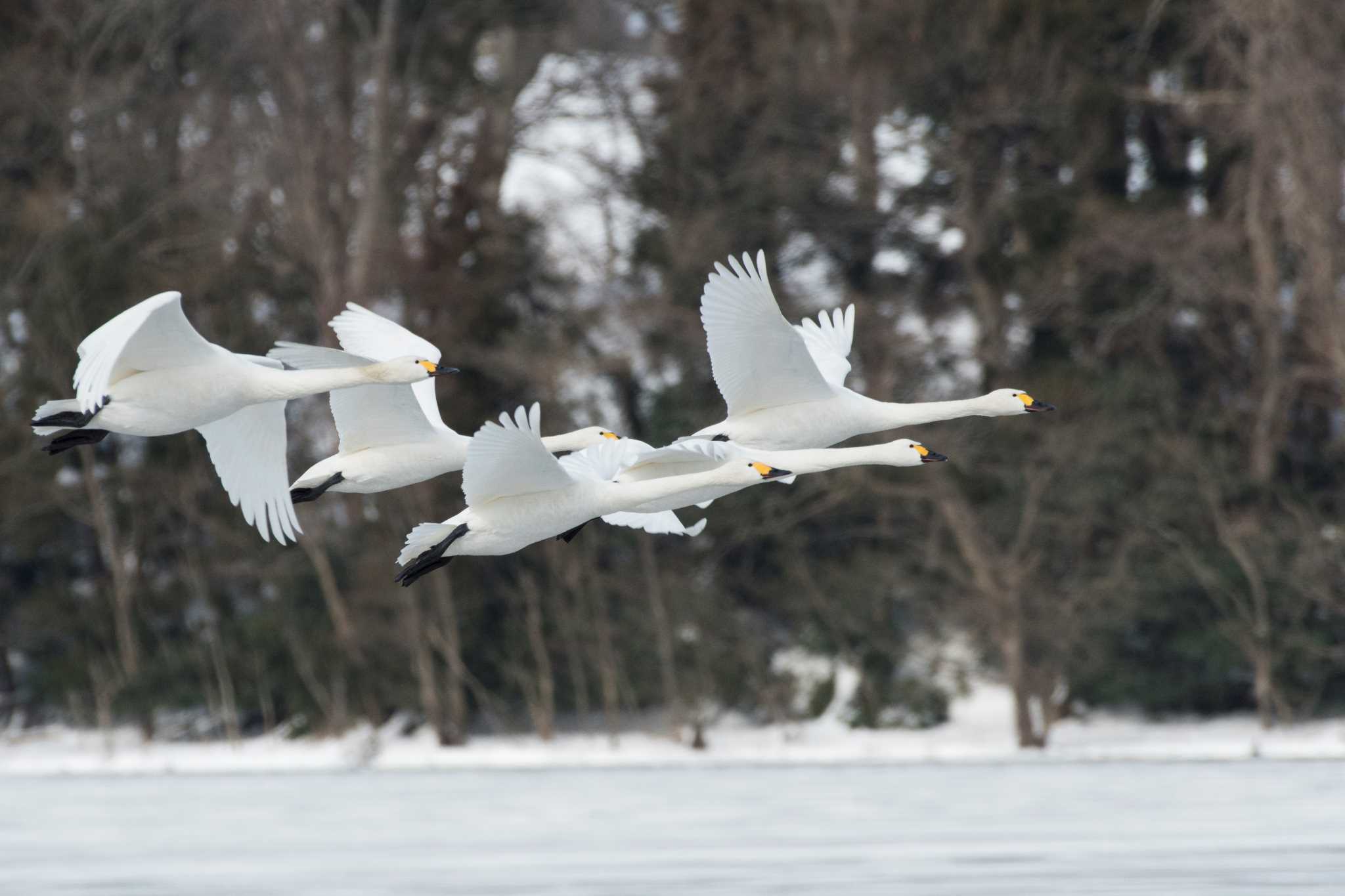 Photo of Tundra Swan at 新潟県 by 倶利伽羅