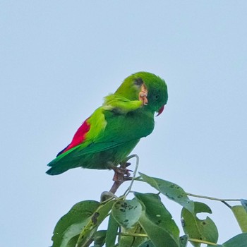 ミドリサトウチョウ Khao Mai Keao Reservation Park 2022年8月31日(水)