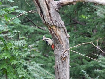 2022年9月5日(月) 真駒内公園の野鳥観察記録