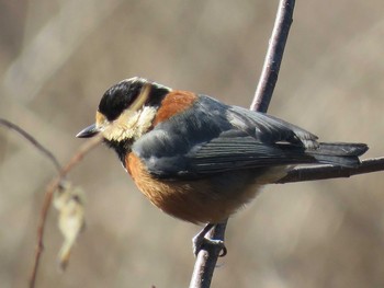 Varied Tit 長瀞　不動山 Wed, 1/31/2018