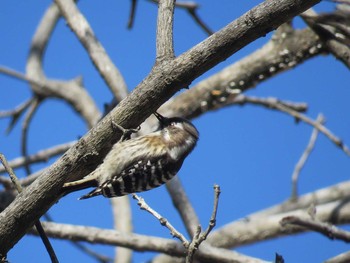 Japanese Pygmy Woodpecker 長瀞　不動山 Wed, 1/31/2018