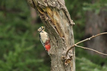 2022年9月5日(月) 真駒内公園の野鳥観察記録