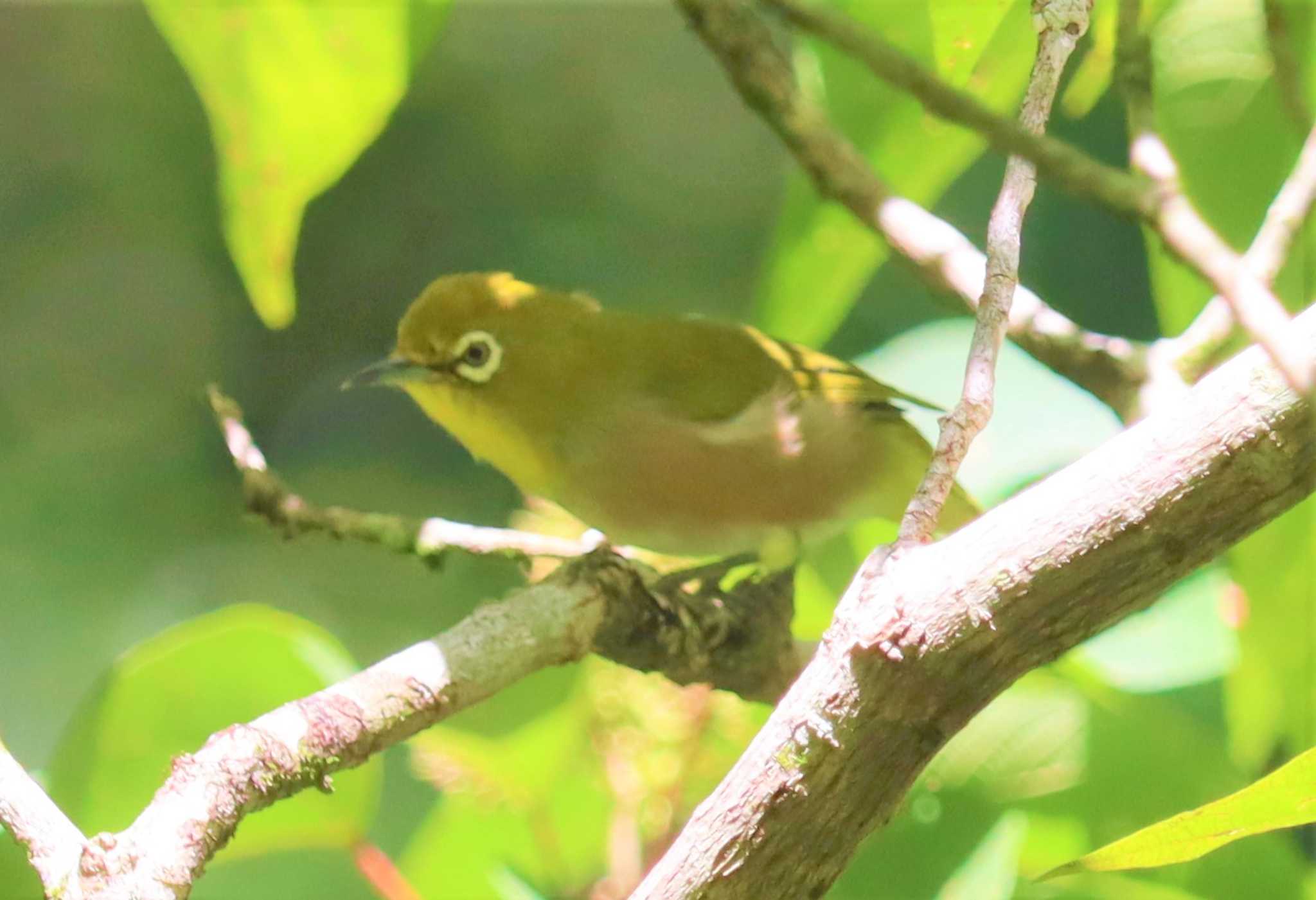 Warbling White-eye