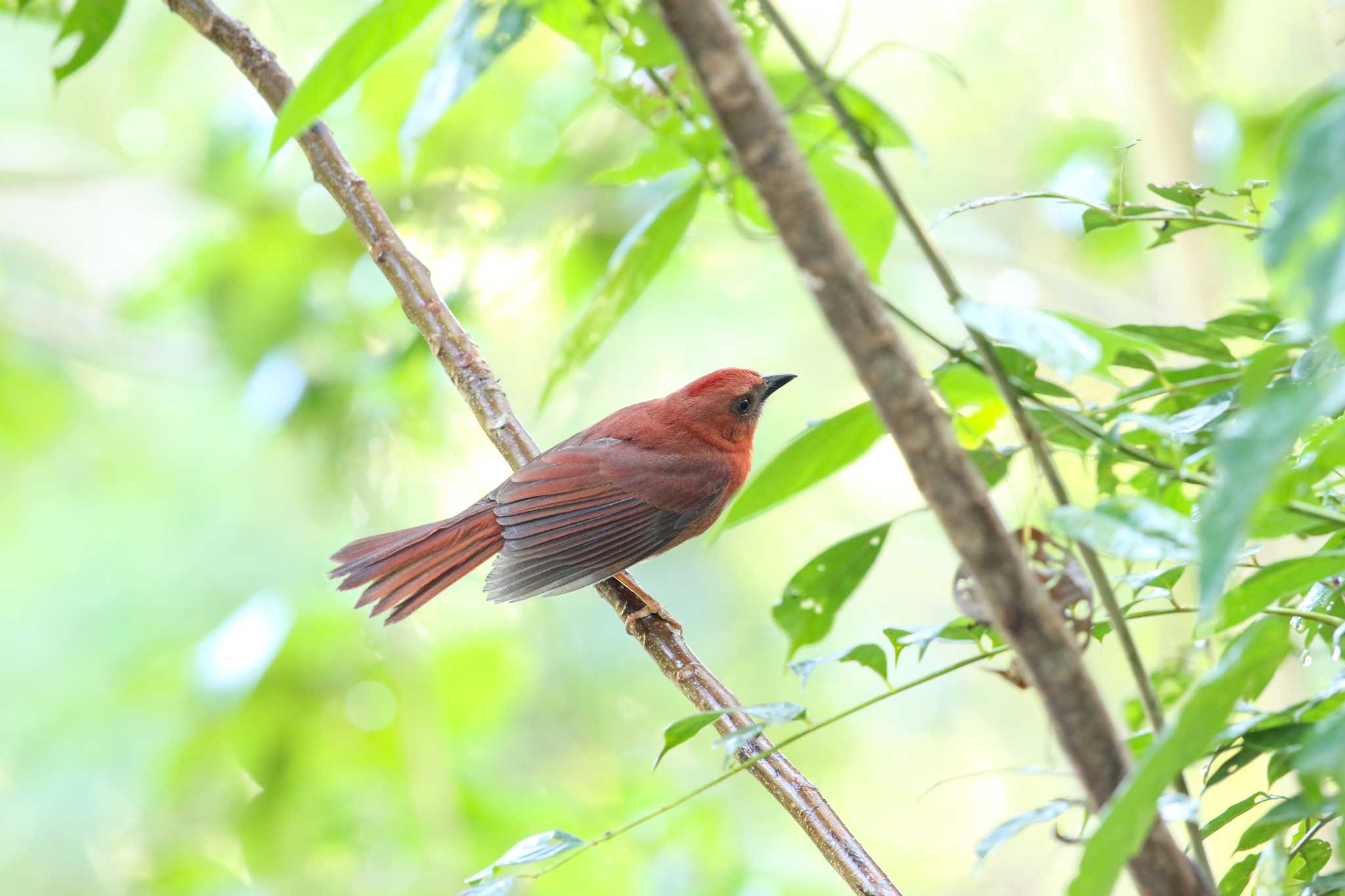 Photo of Red-throated Ant Tanager at Vigia Chico(Mexico) by Trio