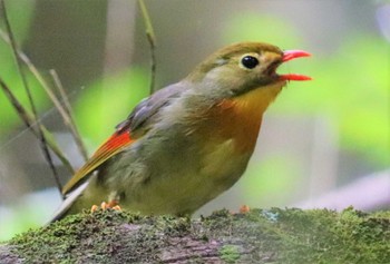 Mon, 9/5/2022 Birding report at 海上の森