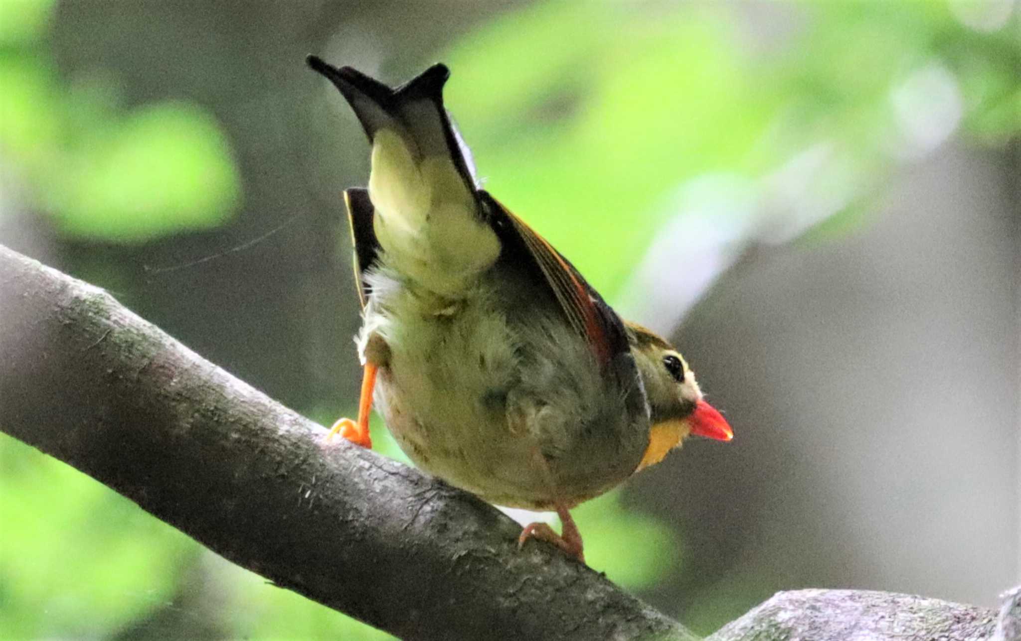 Red-billed Leiothrix