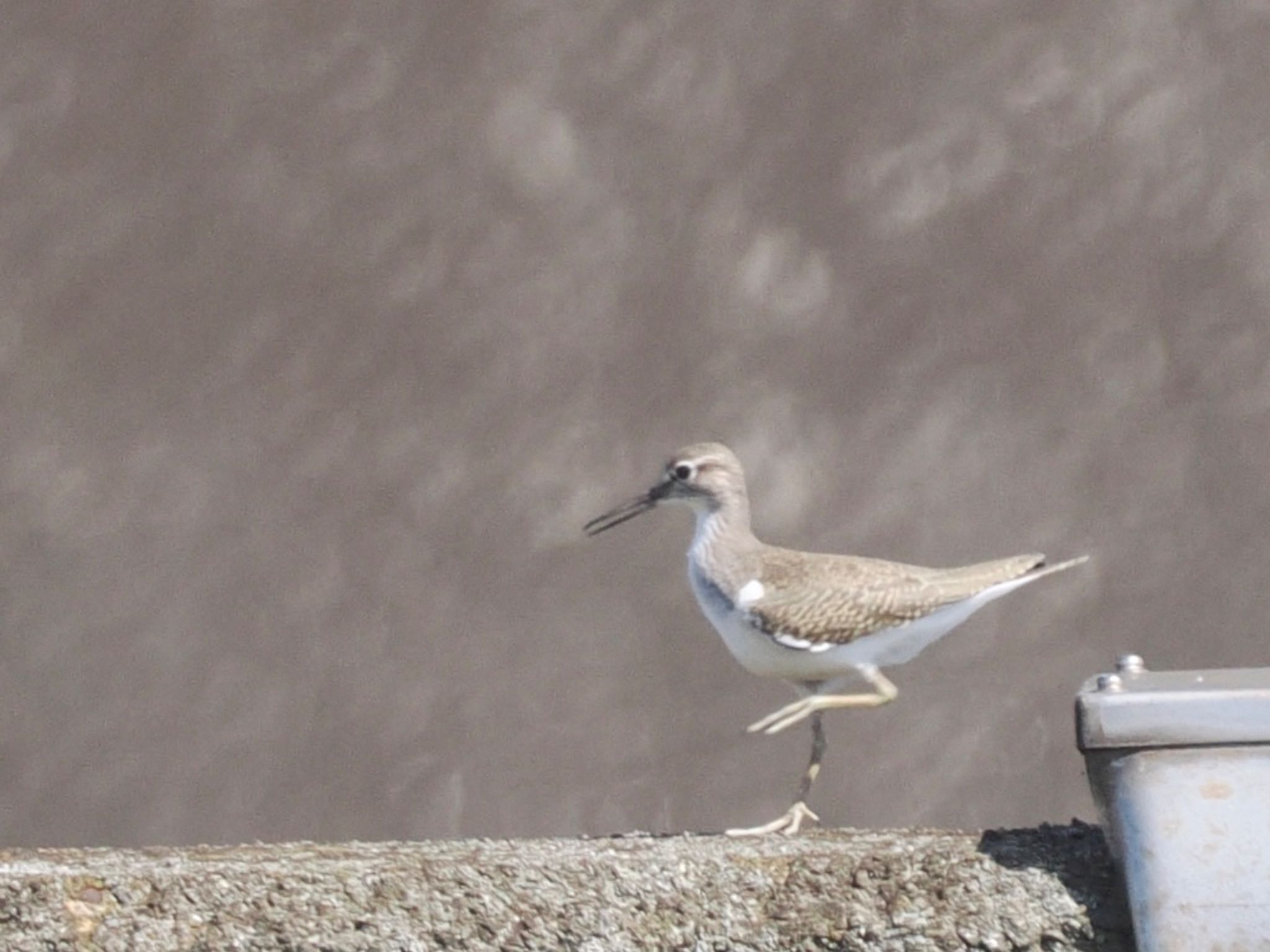 Common Sandpiper