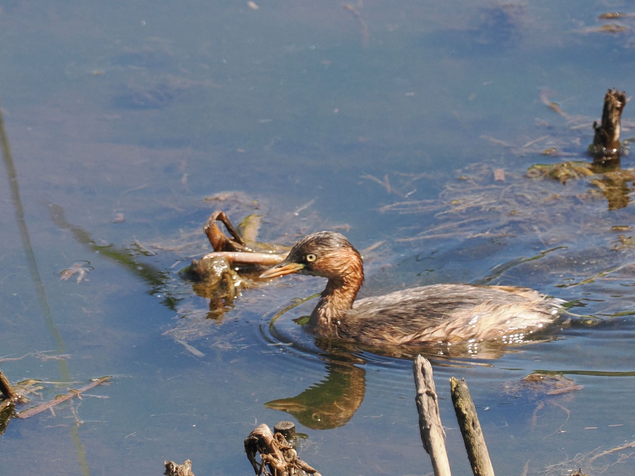 Little Grebe