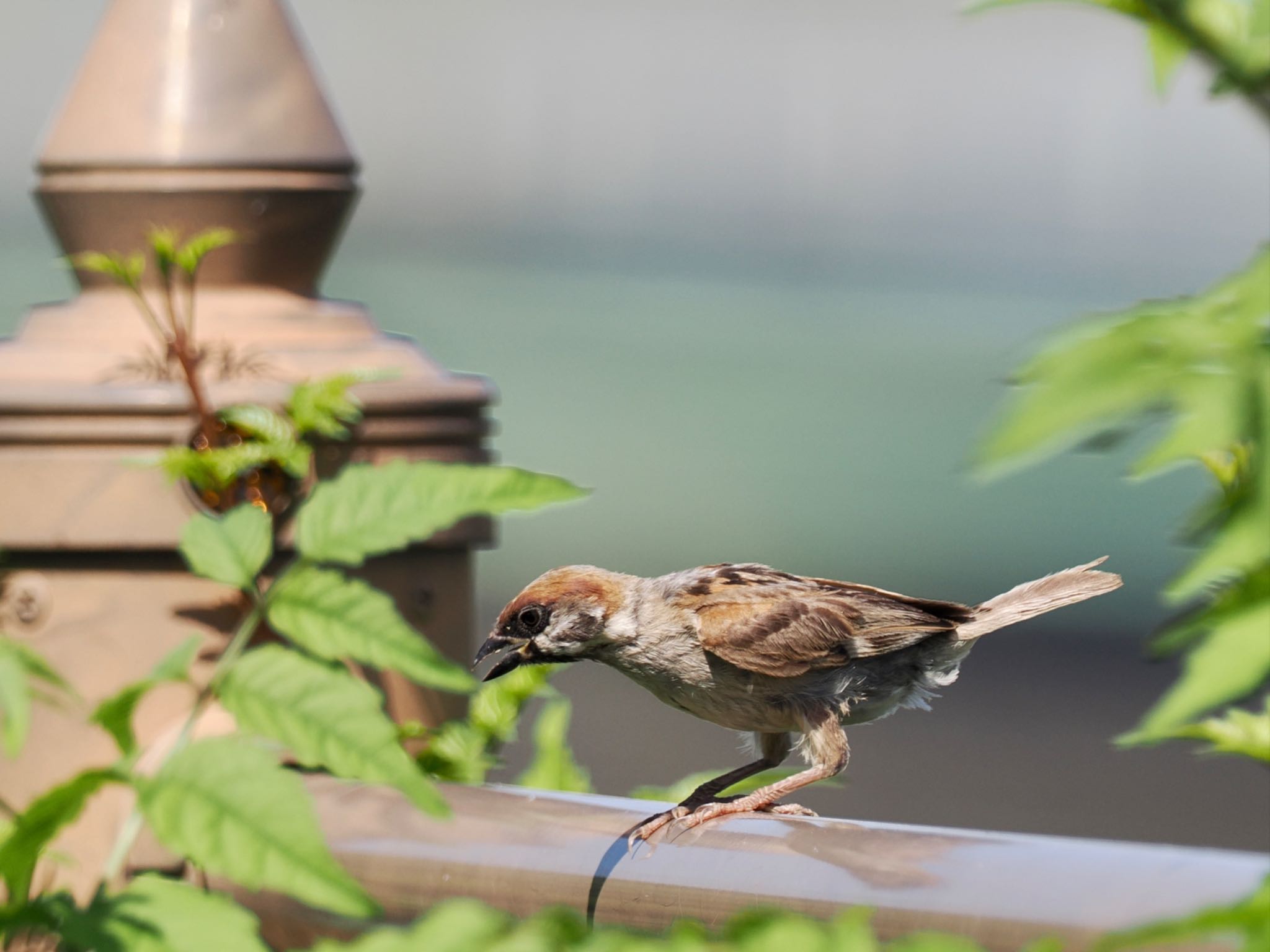 Eurasian Tree Sparrow