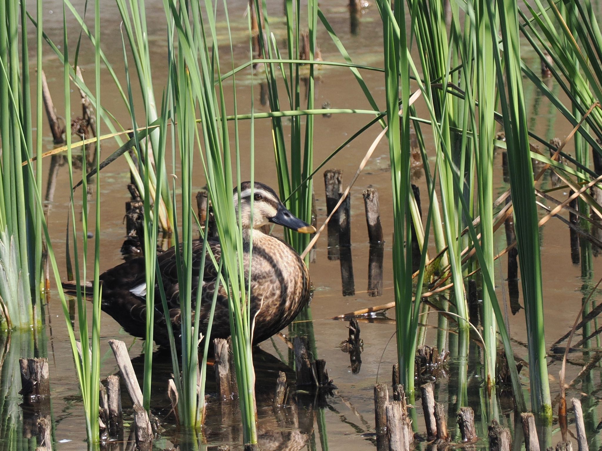 Eastern Spot-billed Duck