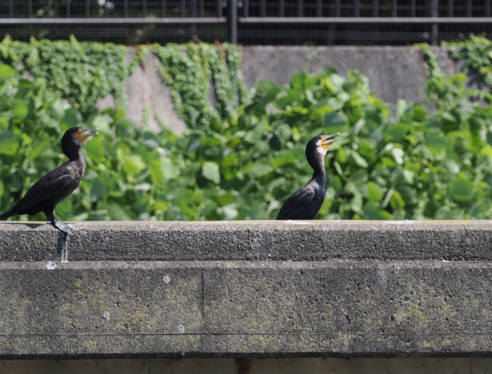 Great Cormorant