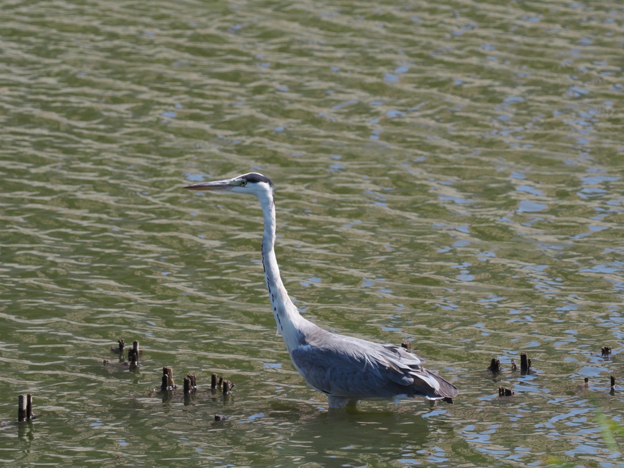 Grey Heron