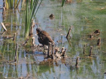 2022年9月5日(月) 金井遊水地(金井遊水池)の野鳥観察記録