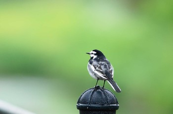 White Wagtail Nogawa Unknown Date