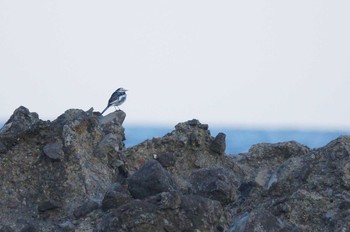 White Wagtail 青森県 Unknown Date