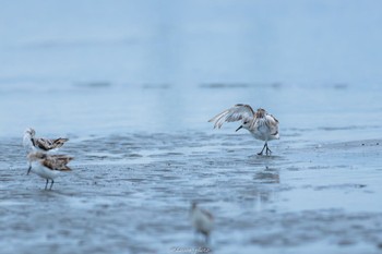 ミユビシギ ふなばし三番瀬海浜公園 2022年8月29日(月)