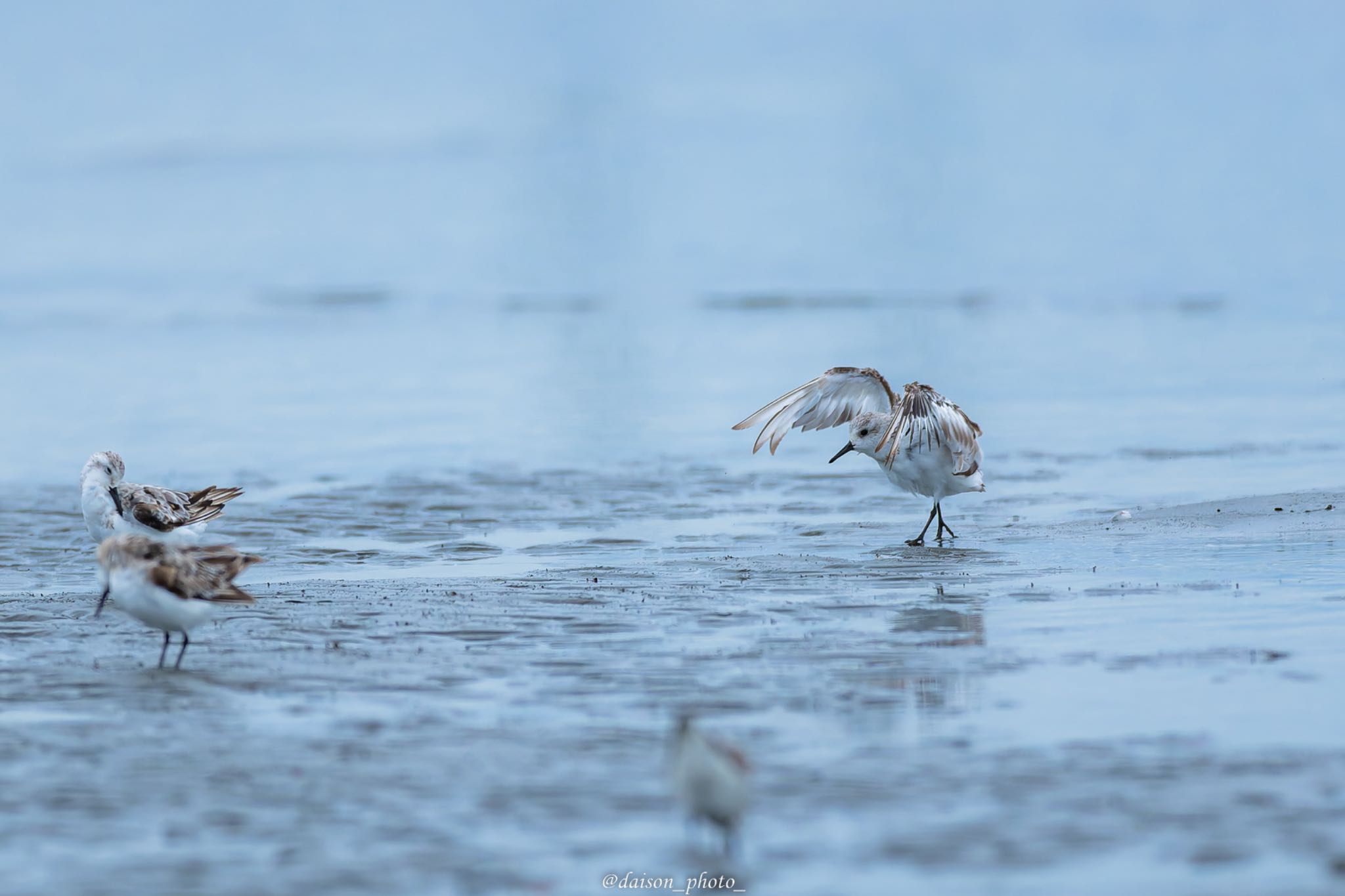 Sanderling