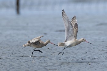 オオソリハシシギ ふなばし三番瀬海浜公園 2022年8月29日(月)