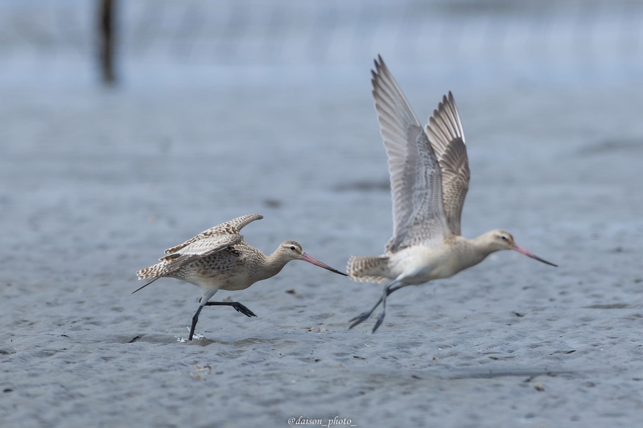 Bar-tailed Godwit