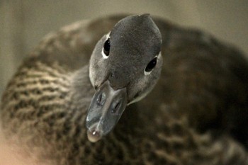 2022年9月5日(月) 北海道大学の野鳥観察記録