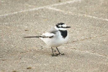 ハクセキレイ 三ツ池公園(横浜市鶴見区) 2018年1月31日(水)