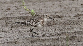 オバシギ 場所が不明 撮影日未設定