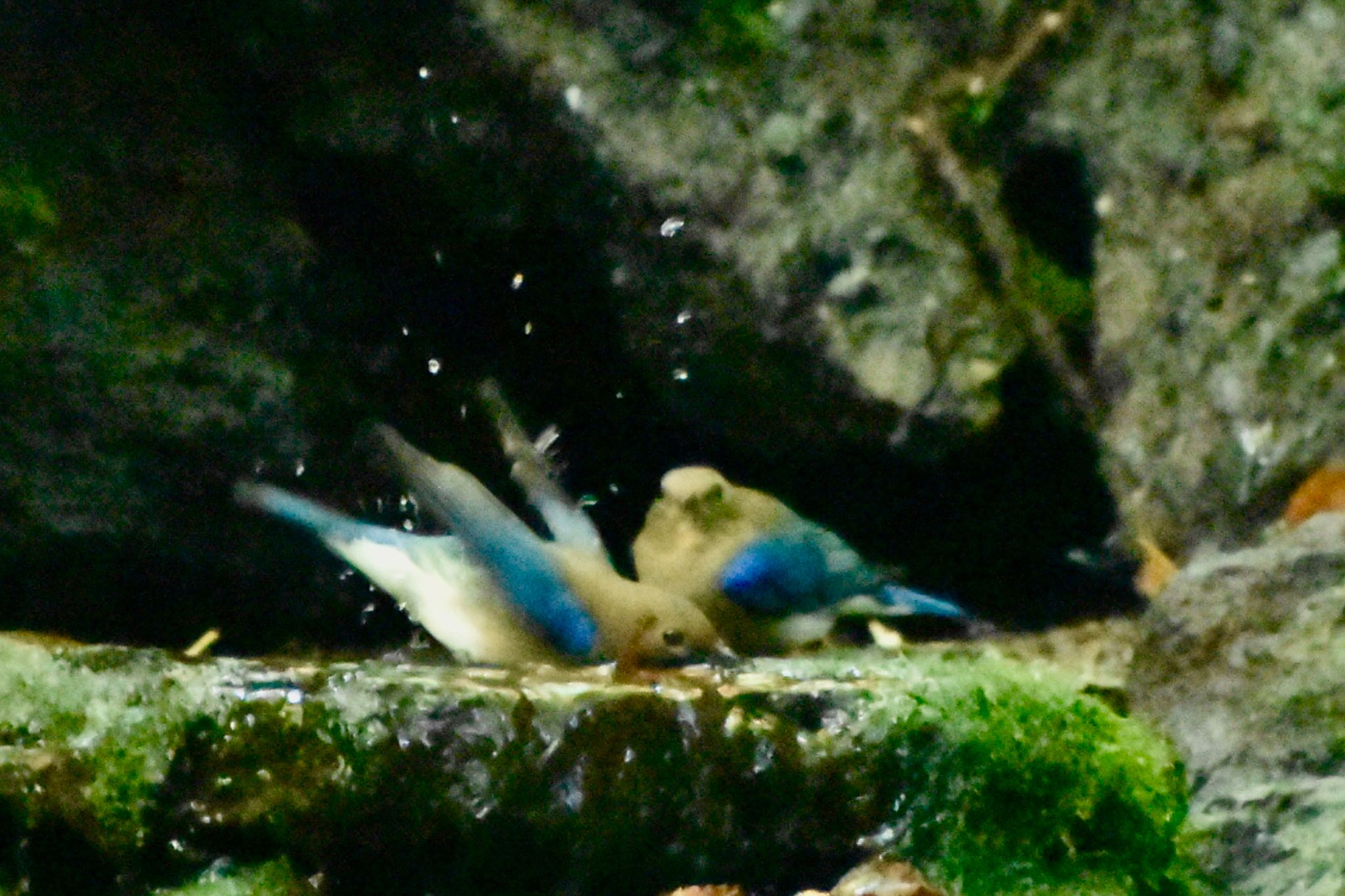 大洞の水場 オオルリの写真 by 遼太