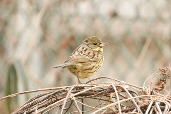 アオジ 三ツ池公園(横浜市鶴見区) 2018年1月31日(水)