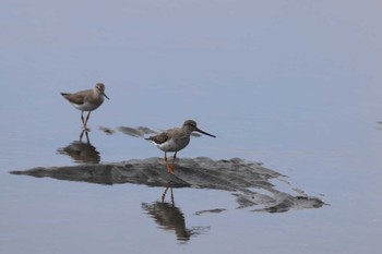 ソリハシシギ ふなばし三番瀬海浜公園 2022年9月3日(土)