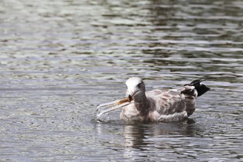 Black-tailed Gull Unknown Spots Sat, 9/3/2022