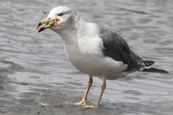 Black-tailed Gull Sambanze Tideland Sat, 9/3/2022